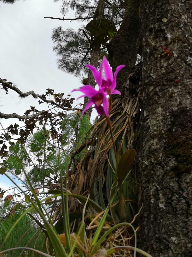 Renta De Cabanas, Centro Ecoturistico Rural Sustentable Labor San Jose San Cristobal de las Casas Ngoại thất bức ảnh